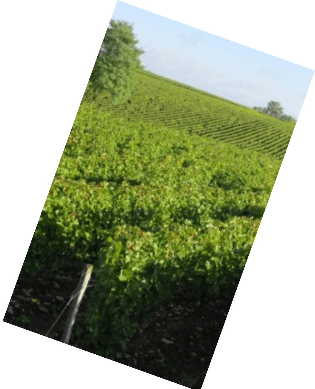Vinification